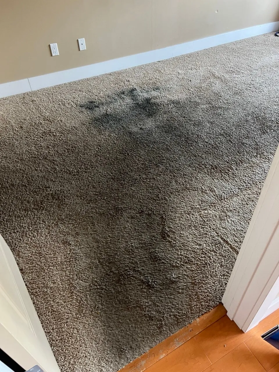 Dirty Carpet — Before