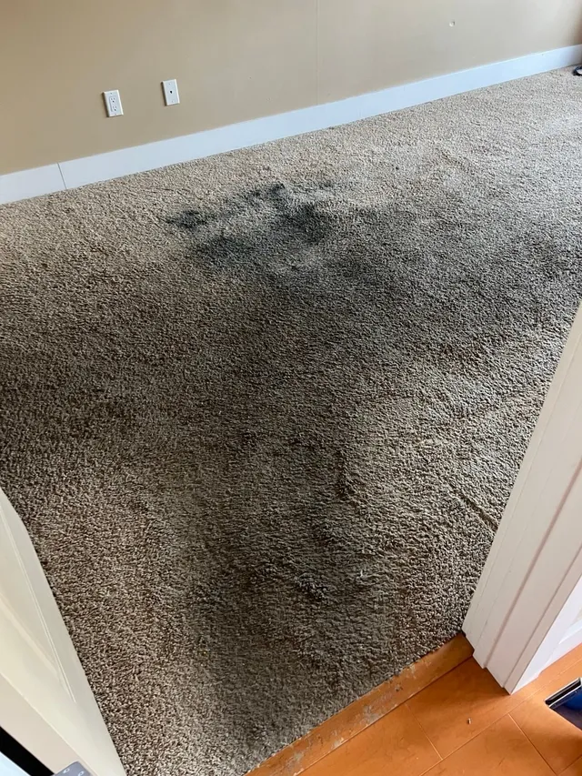 Dirty Carpet — Before